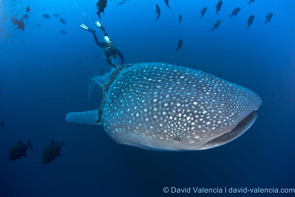 Image of whale shark rescue