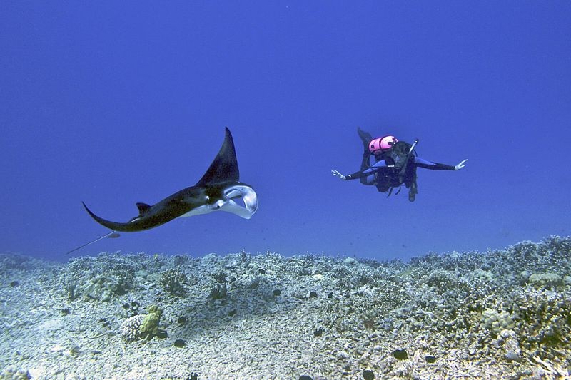 image of ray and diver