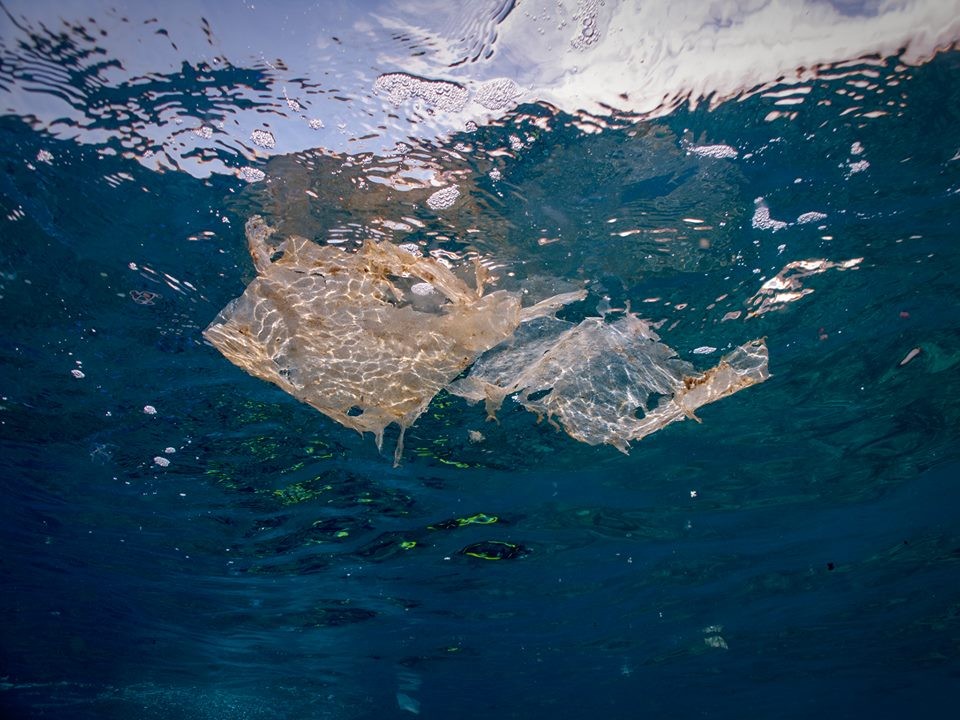 image of plastic floating in the ocean Amarilla divers