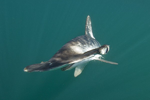 Image of hammerhead shark Elasmobranch