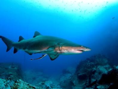 image of shark