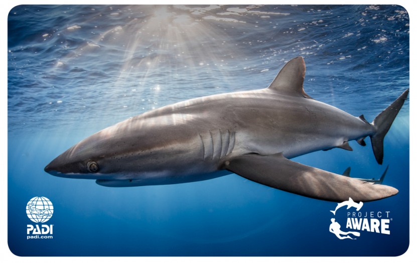 Shark Ray Conservation Specialty