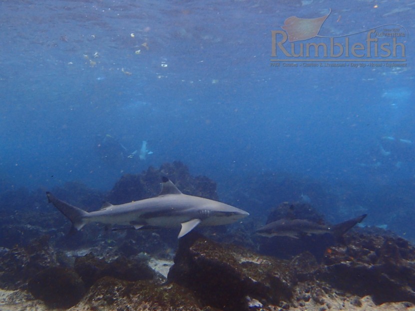 Blacktip Reef Sharks at Bida Nok Bay