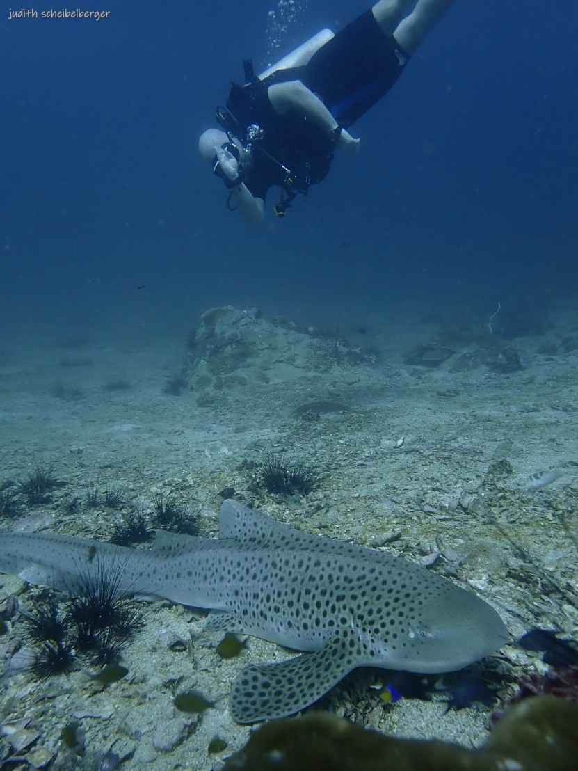 We salute sharks on every dive