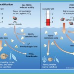 Diagram depicting ocean acidification changes during the post industrial revolution era