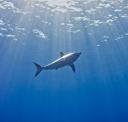 image of mako photo Katrien Vandevelde